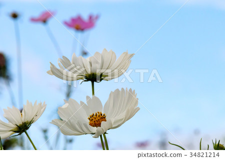 Cosmos blooming on the hill of Cosmos at Kobe general athletic park 34821214
