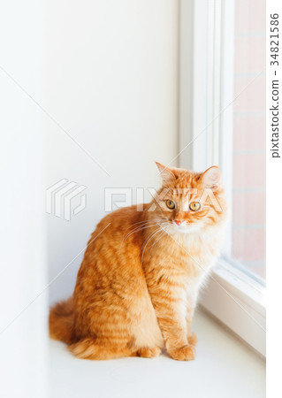 Cute ginger cat siting on window sill  34821586