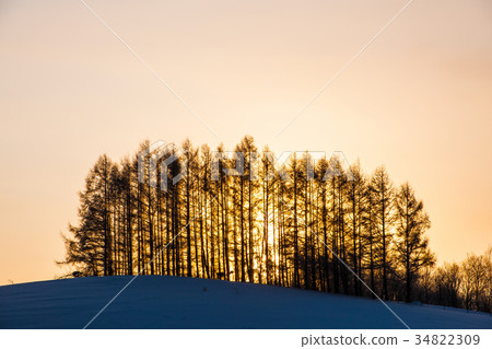 北海道Biei在冬天Midori小山在清早 34822309