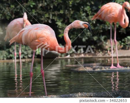 Flamingo  34822653