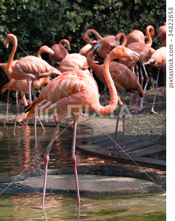 火烈鳥 火烈鳥 34822658