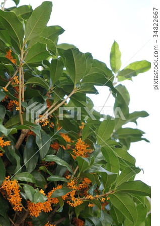 Kinmokusei Kinmokusei 34822667