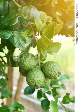bergamots oraganic citrus fruit bergamots oraganic citrus fruit 34822835