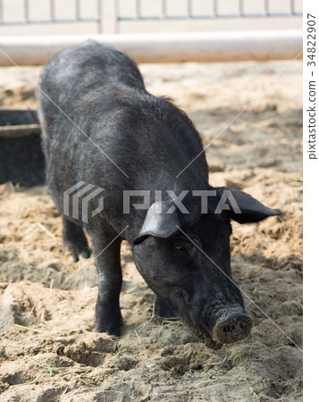 Pig agu Pig agu 34822907