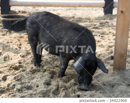 豬agu 豬agu 34822908