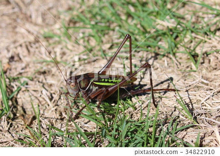 Grasshopper female Grasshopper female 34822910