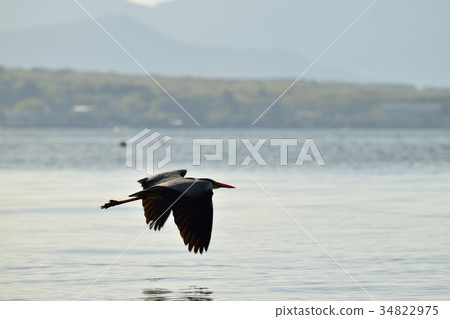 山中湖和鳥類 山中湖和鳥類 34822975