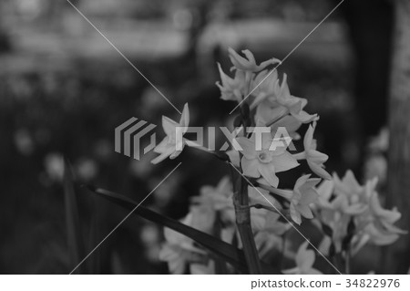 花 花 34822976