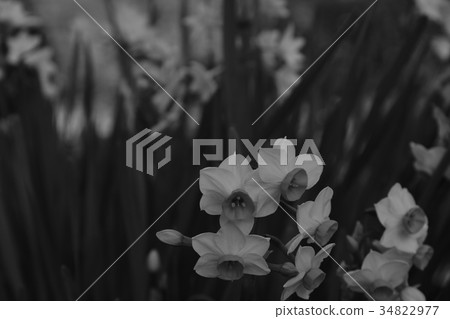 Flowers 34822977