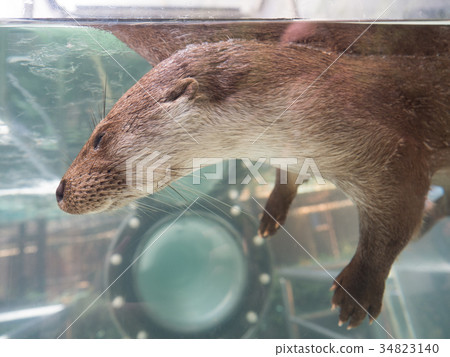 歐亞大獺 34823140