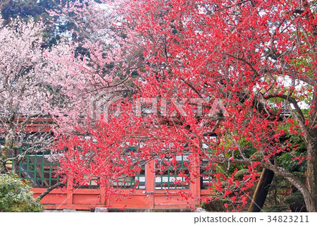 生動的紅梅和粉紅色的梅花 34823211