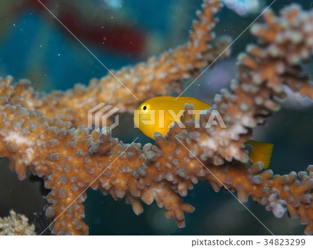 Kairo coral goby 34823299