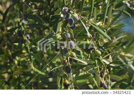 Olive tree branch handing from above Olive tree branch handing from above 34825422