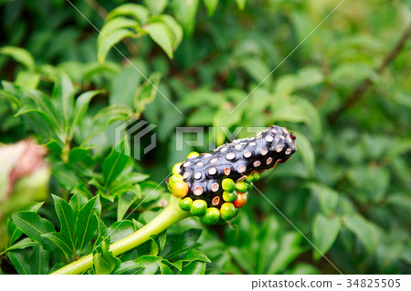 在夏天丹澤遇見的Mamushi草種子 34825505