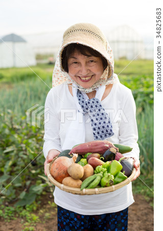 Harvesting vegetables Harvesting vegetables 34825683
