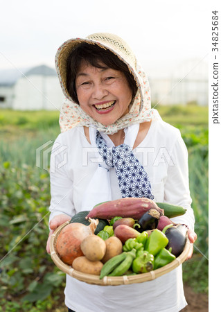 Harvesting vegetables 34825684