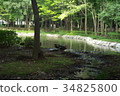A duck in the park 34825800