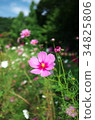 Cosmos 34825806
