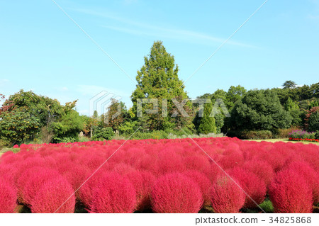 清水公園 花幻想曲的秋葉kochia 10月 千葉縣野田市 照片素材 圖片 圖庫