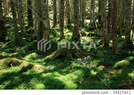 Mt. Yatsugatake Mountain Peak Akadake Trail 34825911