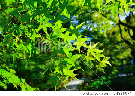 綠楓（葉） 34826074