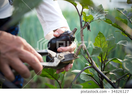 Farm work scenery Farm work scenery 34826127