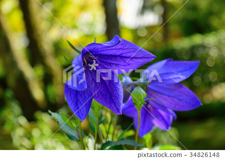 Kikyo flower 34826148