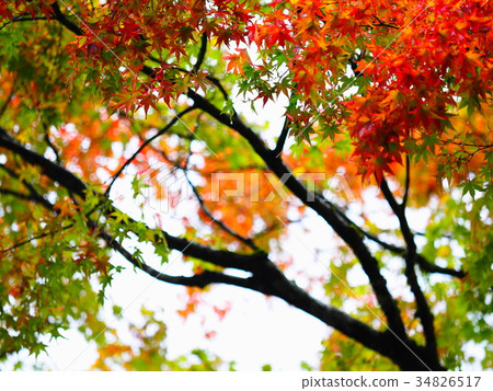 Otonsui湖秋葉 34826517