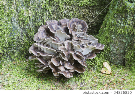 Hen of the woods mushroom Hen of the woods mushroom 34826830