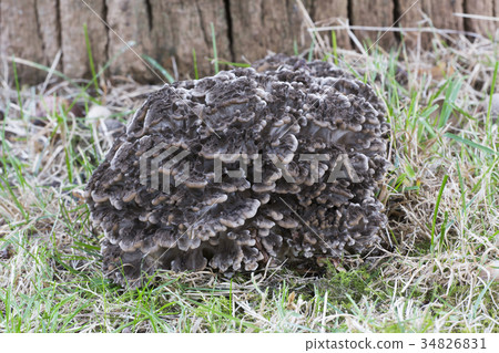 Hen of the woods mushroom (Grifola frondosa) Hen of the woods mushroom (Grifola frondosa) 34826831