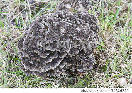 Hen of the woods mushroom (Grifola frondosa) Hen of the woods mushroom (Grifola frondosa) 34826833