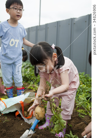 Children, potato digging 34826906