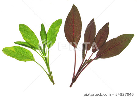 sage Salvia officinalis 34827046