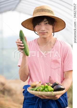 Harvesting vegetables 34827057
