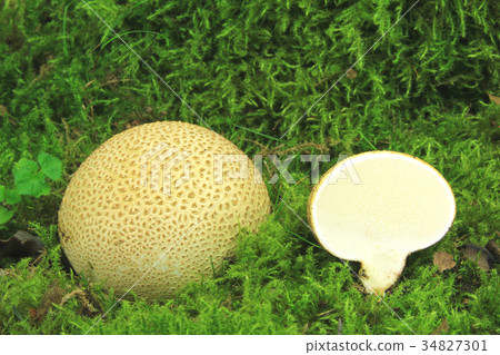 Common earthball (Scleroderma citrinum) Common earthball (Scleroderma citrinum) 34827301