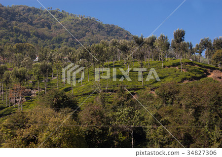 Coonoor, green field, tea plantation. Nilgiri 34827306