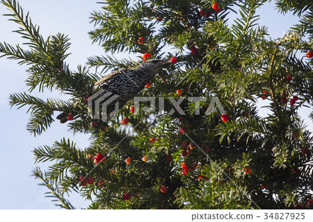 European Starling in a taxus tree 34827925