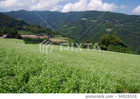 蕎麥田 蕎麥田 34828328