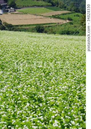 蕎麥田 34828330