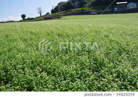 蕎麥田 蕎麥田 34828334