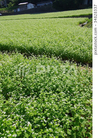 蕎麥田 34828337