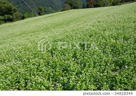 蕎麥田 蕎麥田 34828344