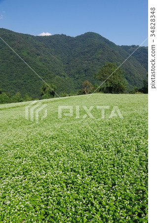 蕎麥田 34828348