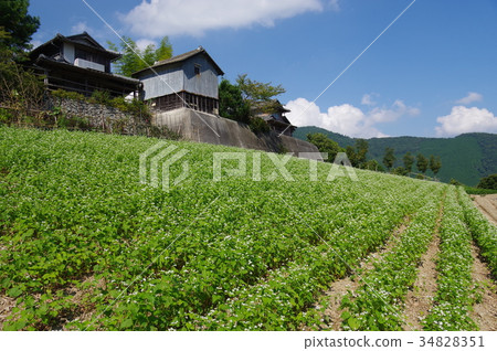 蕎麥田 34828351
