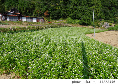 蕎麥田 蕎麥田 34828356