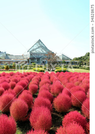 Shimizu Park, Autumn leaves of flower fantasia Kochia (October) Noda City, Chiba Prefecture Shimizu Park, Autumn leaves of flower fantasia Kochia (October) Noda City, Chiba Prefecture 34828675