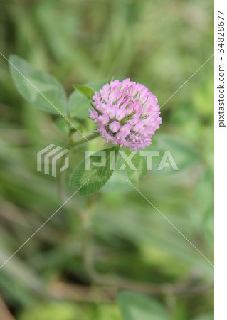 Murasakitetsukusa 34828677