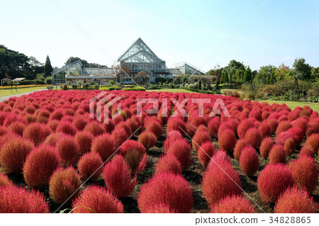 Shimizu Park, Autumn leaves of flower fantasia Kochia (October) Noda City, Chiba Prefecture 34828865
