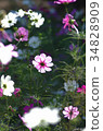 Cosmos 34828909