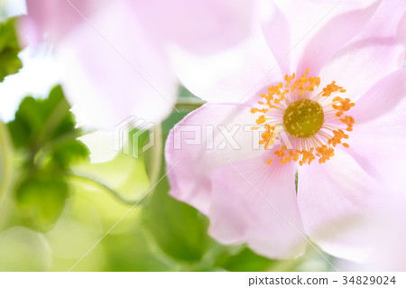 Shiki Iku 34829024